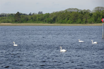 Swan Lake?