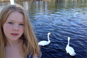 More moochy swans - got any bread?