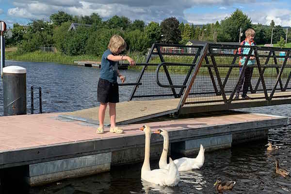 More swans mooching more bread.