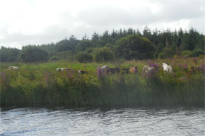 Stealth horses, native to Leitrim