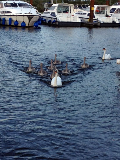 You'll see plenty of swans on your Shannon boating holiday, they'll come looking for treats.