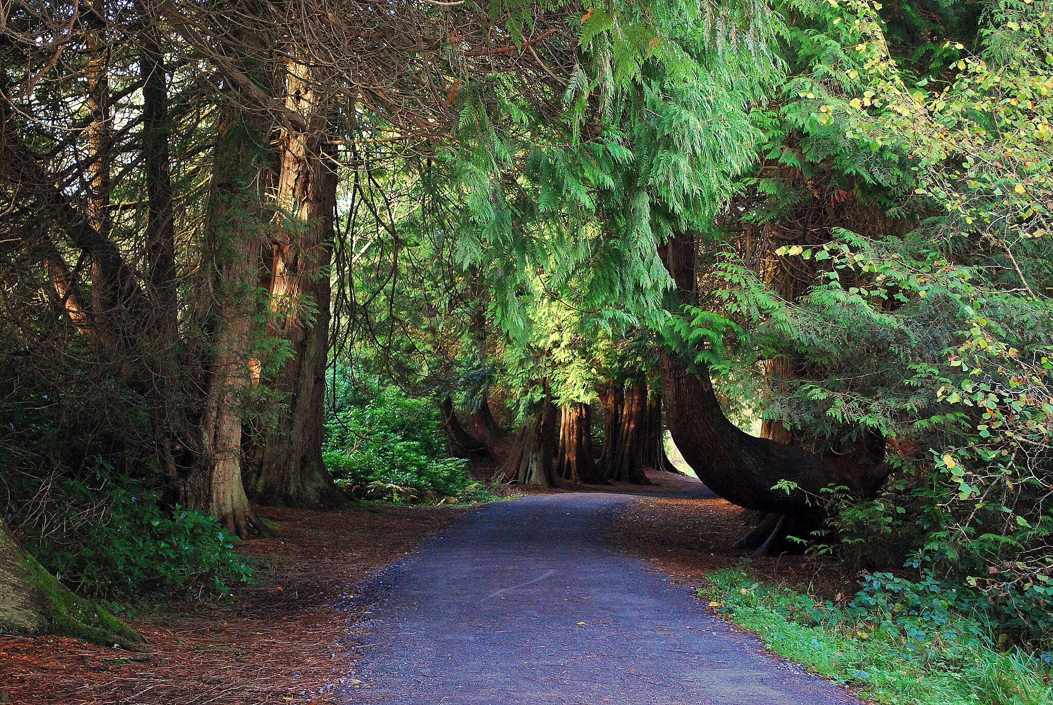 Enjoy the numerous walks and trails through the native woodlands in lough Key Forest Park.