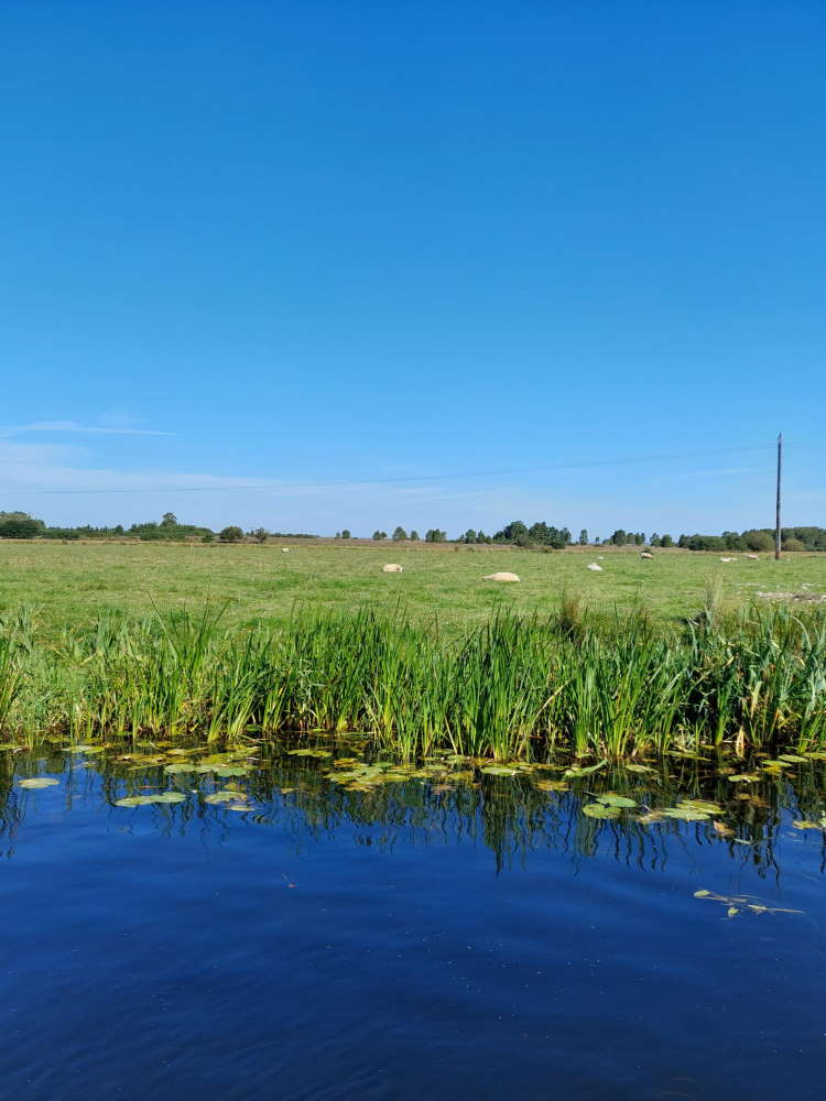 Your Shannon boating holiday will take you past plenty of farmland, there are sheep grazing close to reeds and lilies.