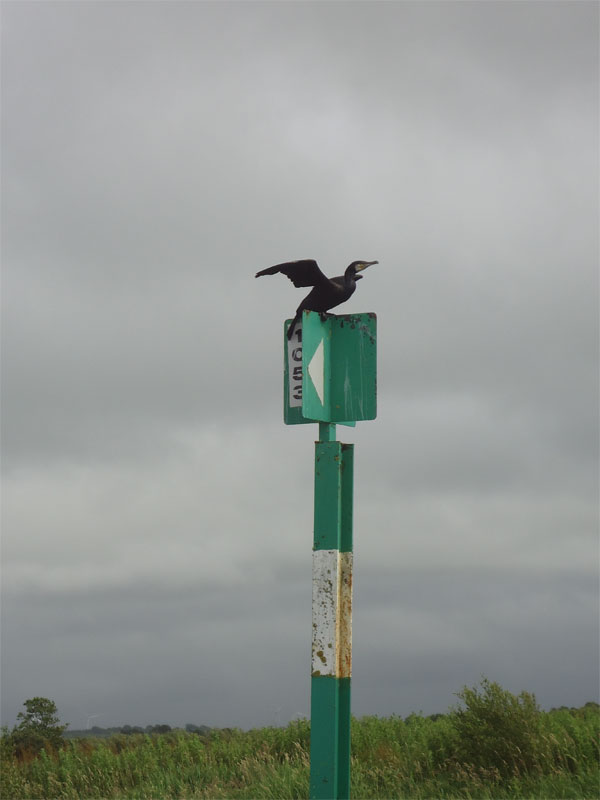 Wading birds such as curlews, lapwings, and redshanks can be seen foraging in the Callows.